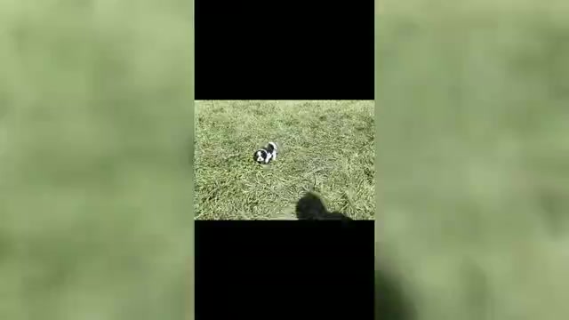 Video preview image #1 Cavalier King Charles Spaniel Puppy For Sale in WARSAW, IN, USA