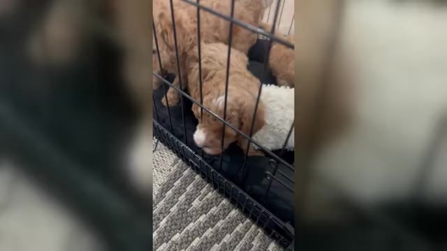 Video preview image #1 Goldendoodle (Miniature) Puppy For Sale in NASHVILLE, TN, USA