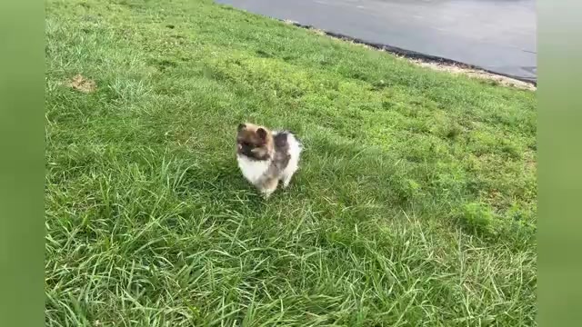 Video preview image #1 Pomeranian Puppy For Sale in WARSAW, IN, USA