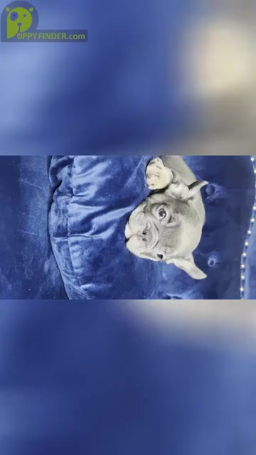 Video preview image #2 French Bulldog Puppy For Sale in TULSA, OK, USA