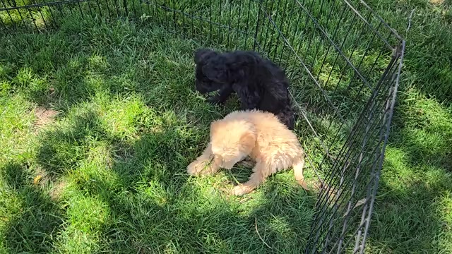 Video preview image #3 Goldendoodle Puppy For Sale in LEON, KS, USA