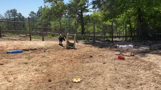 Video preview image #1  Breeder Profile in LEXINGTON, SC, USA