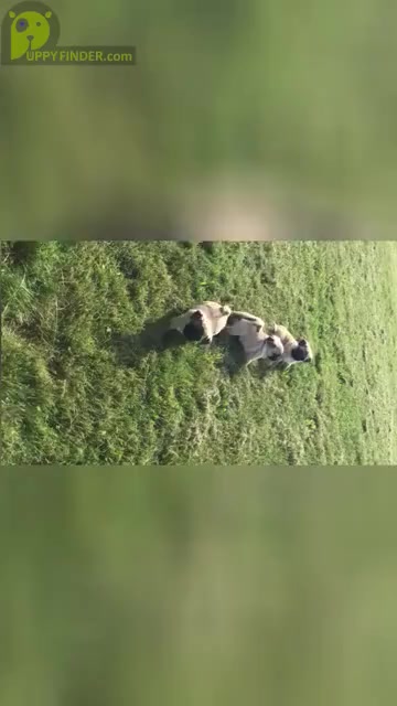 Video preview image #1 Pug Puppy For Sale in ORRVILLE, OH, USA