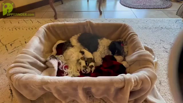 Video preview image #1 Havanese Puppy For Sale in WICKENBURG, AZ, USA