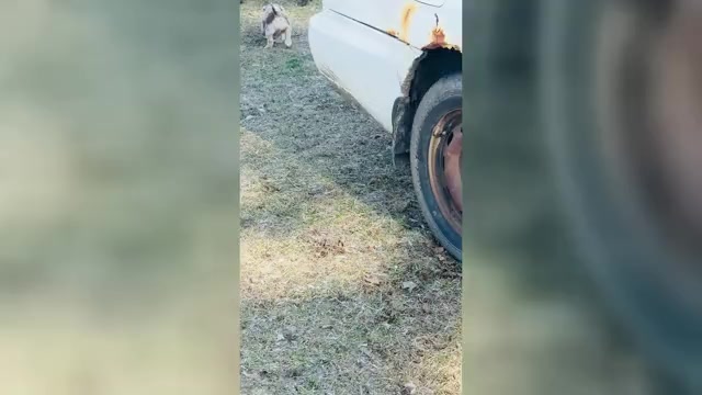 Video preview image #2  Breeder Profile in GROVE CITY, MN, USA