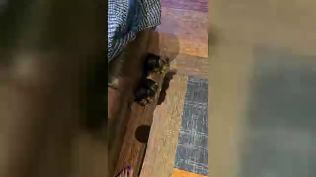 Video preview image #1 Yorkshire Terrier Puppy For Sale in CLAREMORE, OK, USA