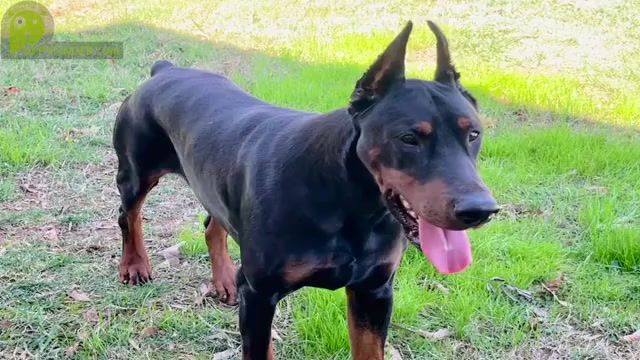 Video preview image #1 Doberman Pinscher Puppy For Sale in NEWTON, NC, USA