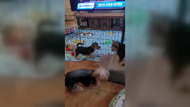 Video preview image #1 Havashire Puppy For Sale in CHICKASHA, OK, USA