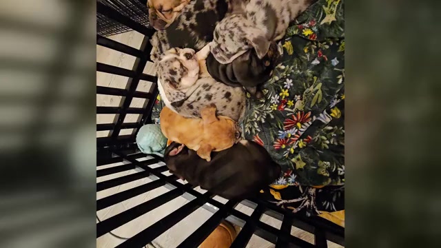 Video preview image #3  Breeder Profile in CHINO HILLS, CA, USA