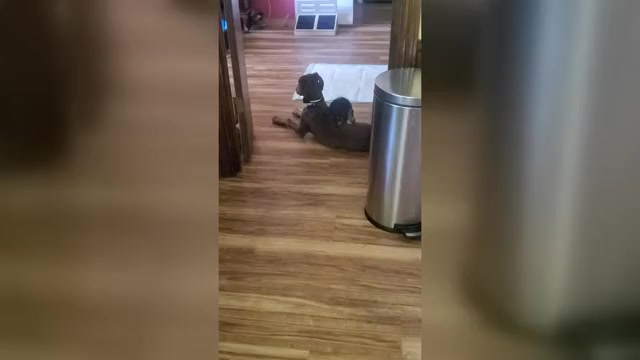 Video preview image #2 Yorkshire Terrier Puppy For Sale in NEVADA, TX, USA