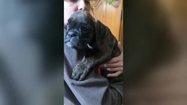 Video preview image #2 Boxer Puppy For Sale in BAUDETTE, MN, USA