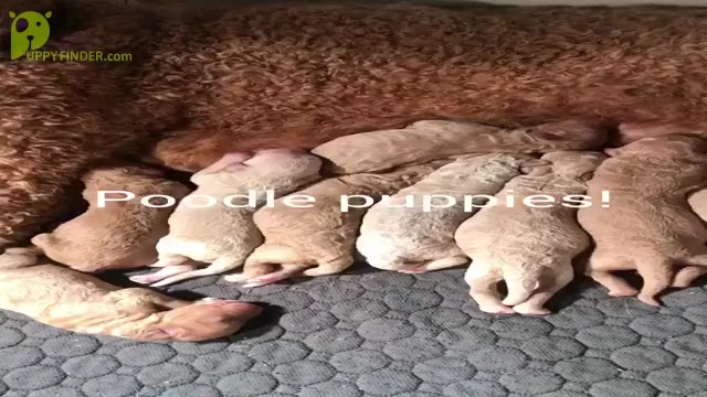 Video preview image #1 Poodle (Standard) Puppy For Sale in WAGENER, SC, USA
