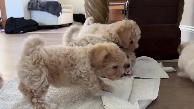 Video preview image #4 Bichpoo Puppy For Sale in NORTH PORT, FL, USA