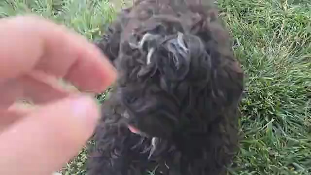 Video preview image #1 Poovanese Puppy For Sale in LEES SUMMIT, MO, USA