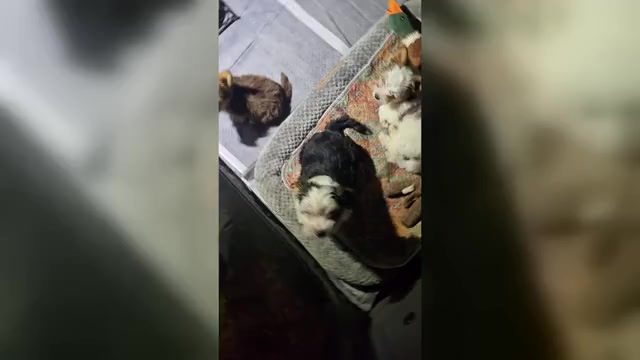 Video preview image #3 Yorkshire Terrier Puppy For Sale in SCHERTZ, TX, USA