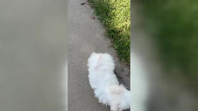 Video preview image #6 Maltese Puppy For Sale in FREDONIA, KS, USA
