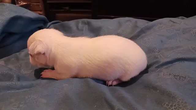 Video preview image #1 Chihuahua Puppy For Sale in BELLE FOURCHE, SD, USA