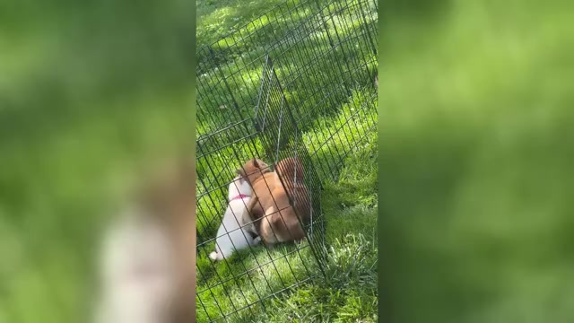 Video preview image #3 Shiba Inu Puppy For Sale in PLAINFIELD, IL, USA