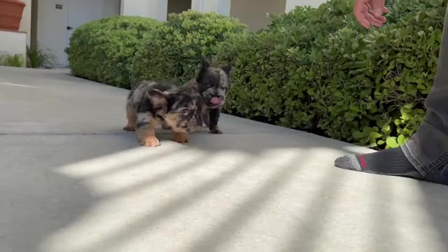 Video preview image #3 French Bulldog Puppy For Sale in SAN DIEGO, CA, USA