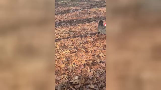 Video preview image #9 Cane Corso Puppy For Sale in COLUMBIA, SC, USA