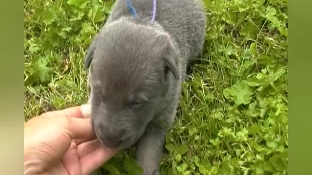 Video preview image #1 German Shepherd Dog Puppy For Sale in PIEDMONT, MO, USA