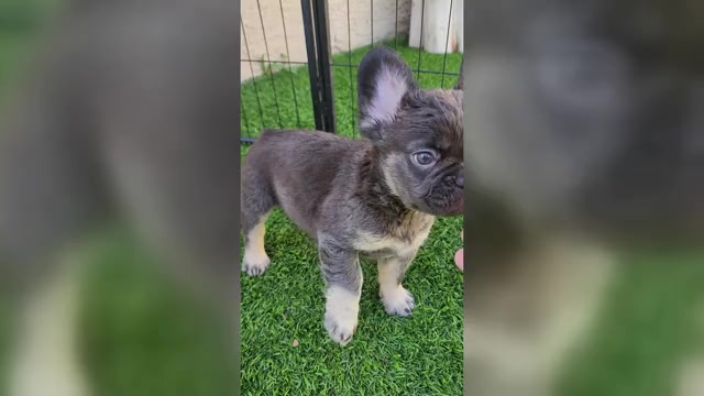 Video preview image #3 French Bulldog Puppy For Sale in LAS VEGAS, NV, USA