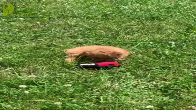 Video preview image #15 Poodle (Miniature) Puppy For Sale in WARSAW, IN, USA