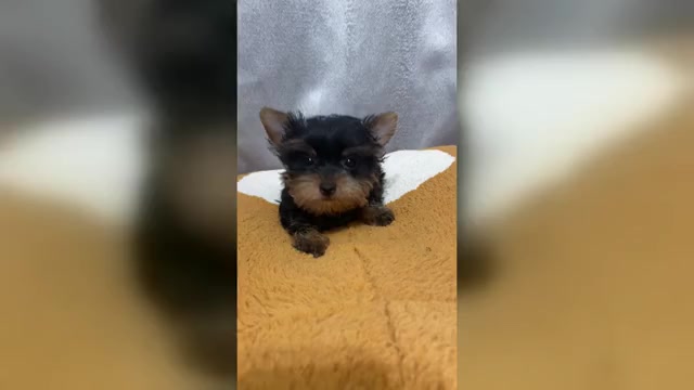 Video preview image #1 Yorkshire Terrier Puppy For Sale in BETHLEHEM, GA, USA