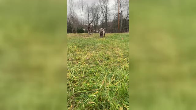 Video preview image #1 Labrador Retriever Puppy For Sale in DEXTER, NY, USA