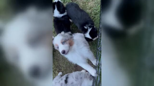 Video preview image #1 Miniature Australian Shepherd Puppy For Sale in LA CANADA FLINTRIDGE, CA, USA