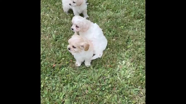 Video preview image #1 Cav-A-Malt Puppy For Sale in ROCK STREAM, NY, USA