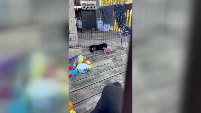 Video preview image #1 Rottweiler Puppy For Sale in MARSHALL, MO, USA