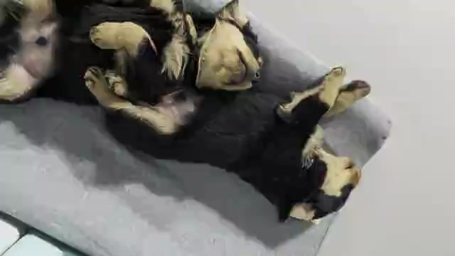 Video preview image #3 Rottweiler Puppy For Sale in CANDIA, NH, USA
