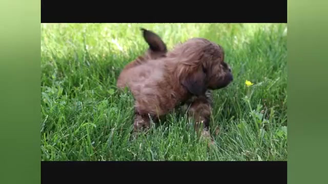 Video preview image #2 ShihPoo Puppy For Sale in CANTON, OH, USA