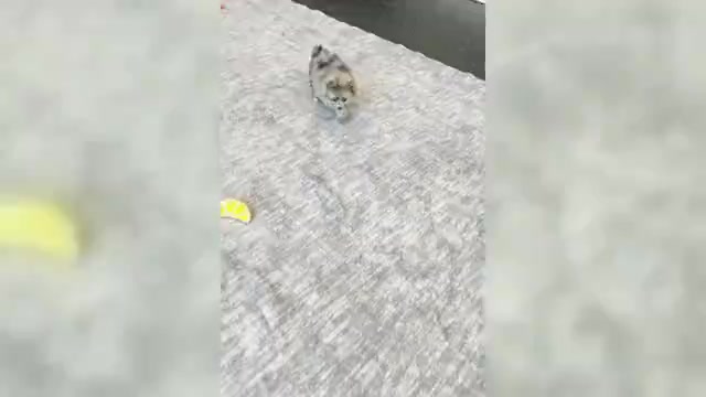 Video preview image #4 Pomeranian Puppy For Sale in WARSAW, IN, USA