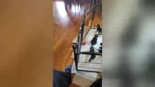 Video preview image #1 Schnauzer (Standard) Puppy For Sale in RICHMOND, VA, USA