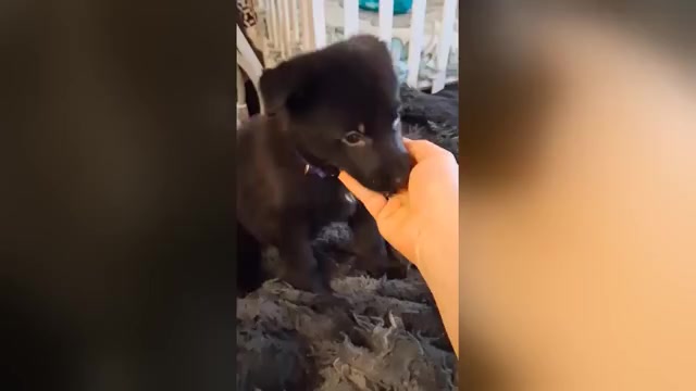 Video preview image #7 German Shepherd Dog Puppy For Sale in MIDDLETOWN, CT, USA