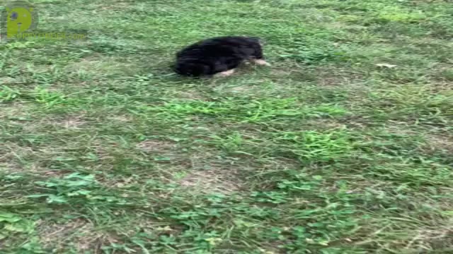 Video preview image #2 Miniature Australian Shepherd-Poodle (Toy) Mix Puppy For Sale in WARSAW, IN, USA