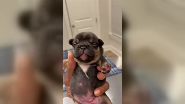 Video preview image #2  Breeder Profile in ATLANTA, GA, USA
