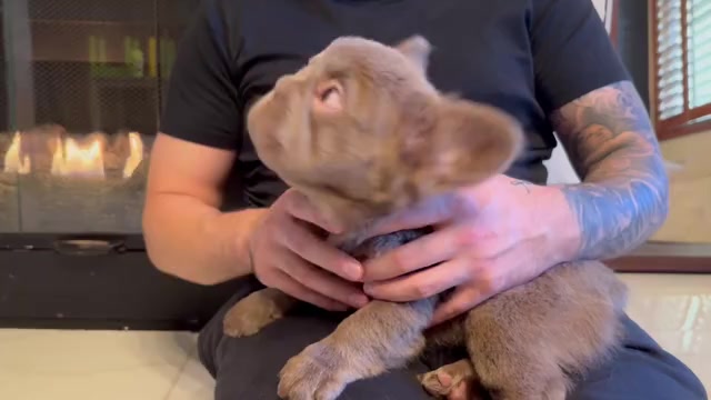 Video preview image #4 French Bulldog Puppy For Sale in SAN DIEGO, CA, USA