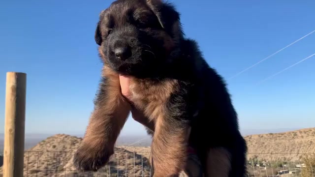 Video preview image #3 German Shepherd Dog Puppy For Sale in PINON HILLS, CA, USA