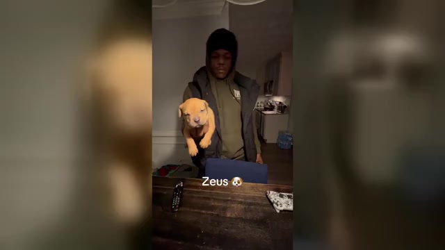 Video preview image #2  Breeder Profile in PORTSMOUTH, VA, USA