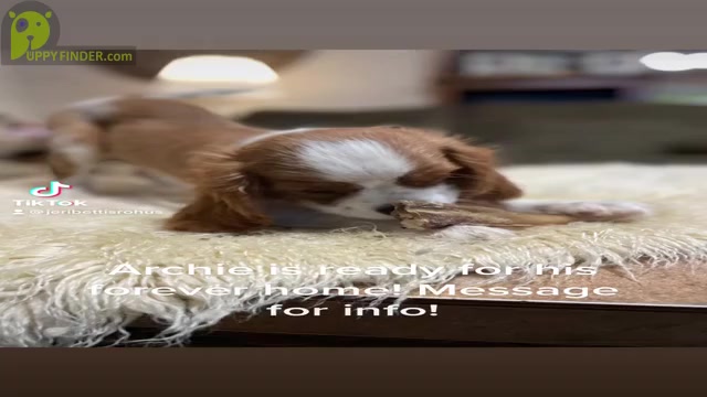 Video preview image #1  Breeder Profile in ATOKA, OK, USA