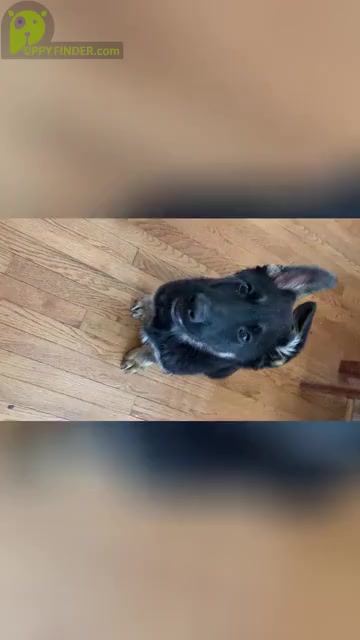 Video preview image #2 German Shepherd Dog Puppy For Sale in BREVARD, NC, USA