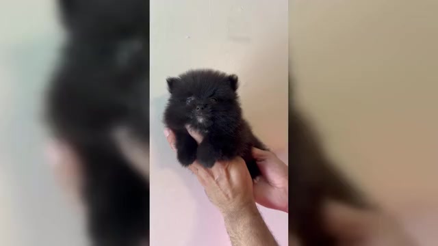 Video preview image #1 Pomeranian Puppy For Sale in ORLANDO, FL, USA