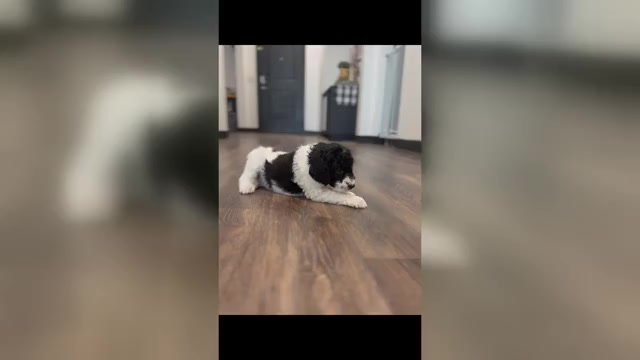 Video preview image #1 Bernedoodle-Poodle (Standard) Mix Puppy For Sale in MENIFEE, CA, USA
