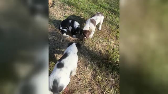 Video preview image #1 English Springer Spaniel Puppy For Sale in ELKTON, VA, USA