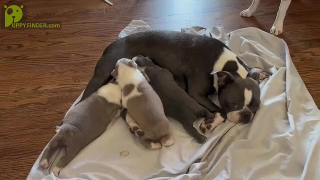 Video preview image #1  Breeder Profile in HOWELL, NJ, USA
