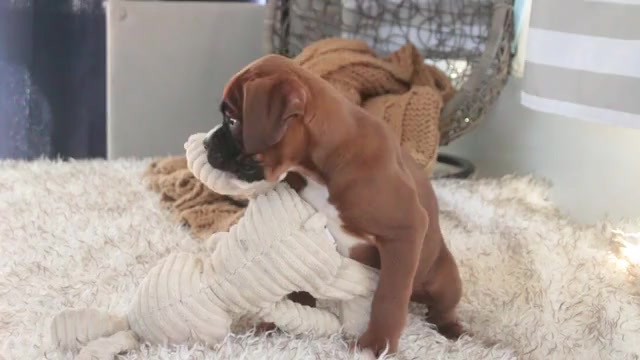 Video preview image #1 Boxer Puppy For Sale in SHIPSHEWANA, IN, USA