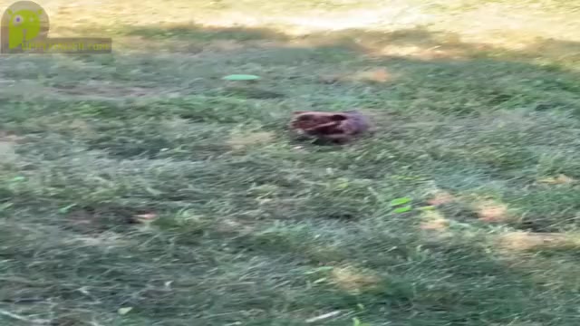 Video preview image #3 Yorkshire Terrier Puppy For Sale in WARSAW, IN, USA